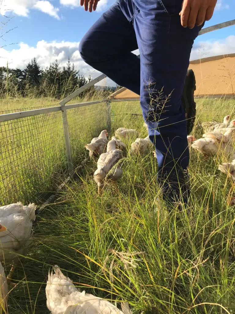 A man steps out of a mobile chicken coop with pasture-raised chickens inside, who are scratching in the long green grass