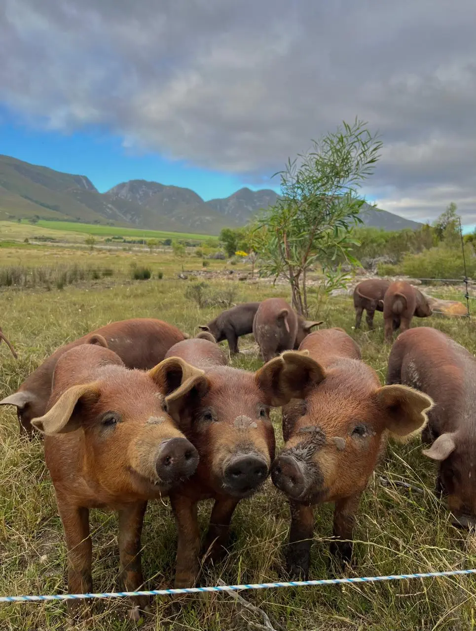 three smiling pasture-raised pigs look at the camera with overberg mountains in the background