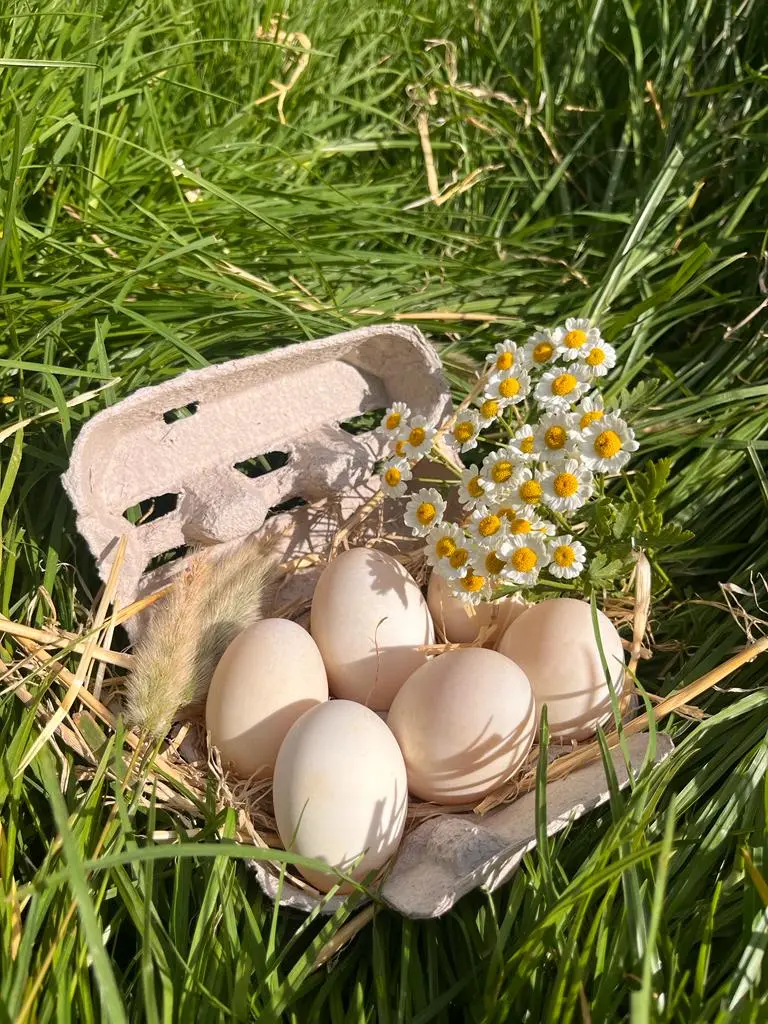 pasture-raised, free-range duck eggs