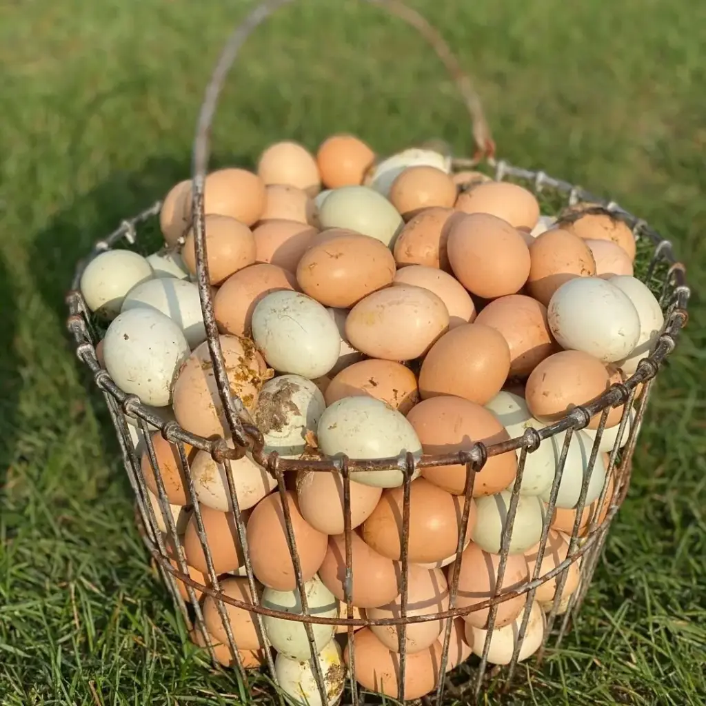 Chicken eggs x 18