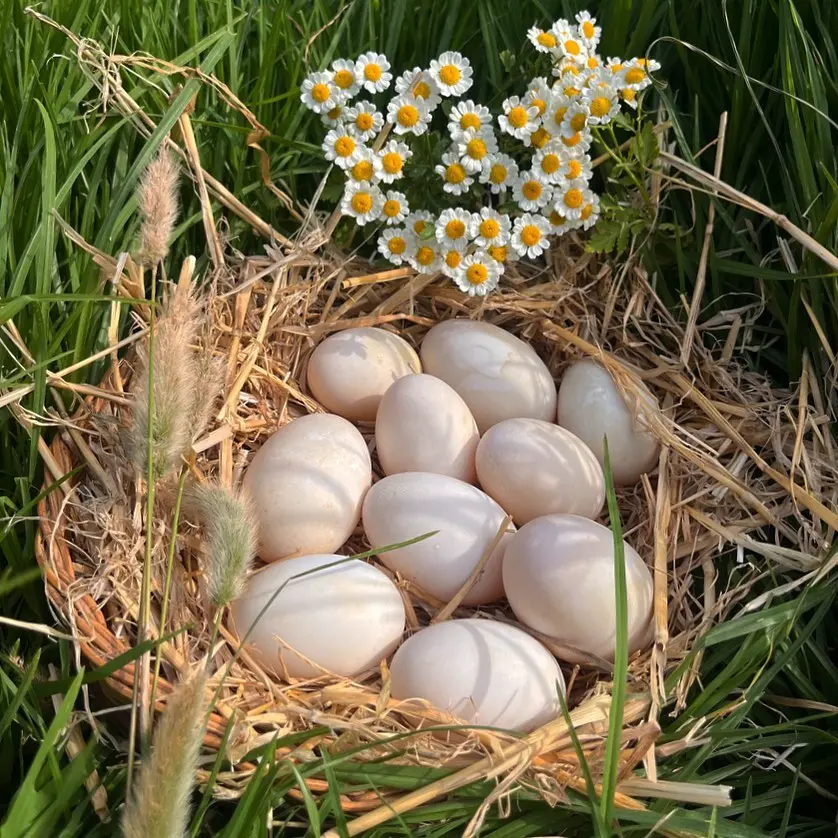Duck eggs x 12